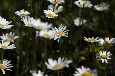 Wildkräuter und Blumen