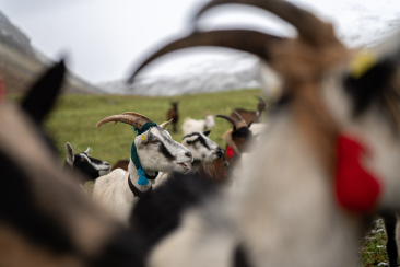 Alpabzug von der Alp Suot nach Guarda