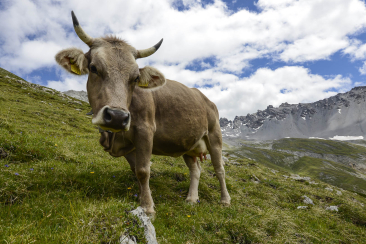 Kuh auf der Alp
