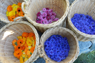 Blumen von Guarda Kräuter