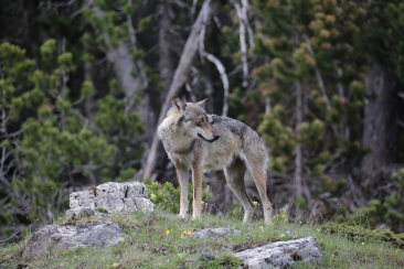 Wolf