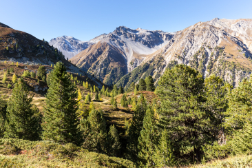 Alp