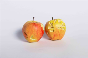 Flurina Badel & Jérémie Sarbach, Bite (Pig an Chicken), 2019