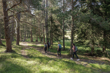 Gesundheitswälder im Engadin, achtsames Wandern