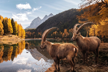 Herbst aktion
