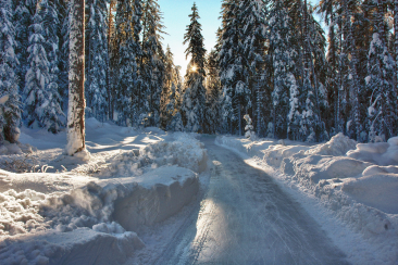 Der Eisweg Engadin führt durch den winterlichen Wald.