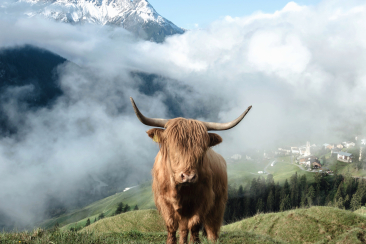 Hochlandrind in Tschiln